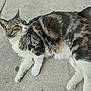 animal, cat, close_up, concrete, curious, domestic_animal, feline, fur, laying_down, mammal, natural_light, outdoor, pet, relaxed, resting, side_view, tabby_cat, texture, whiskers, white_paws