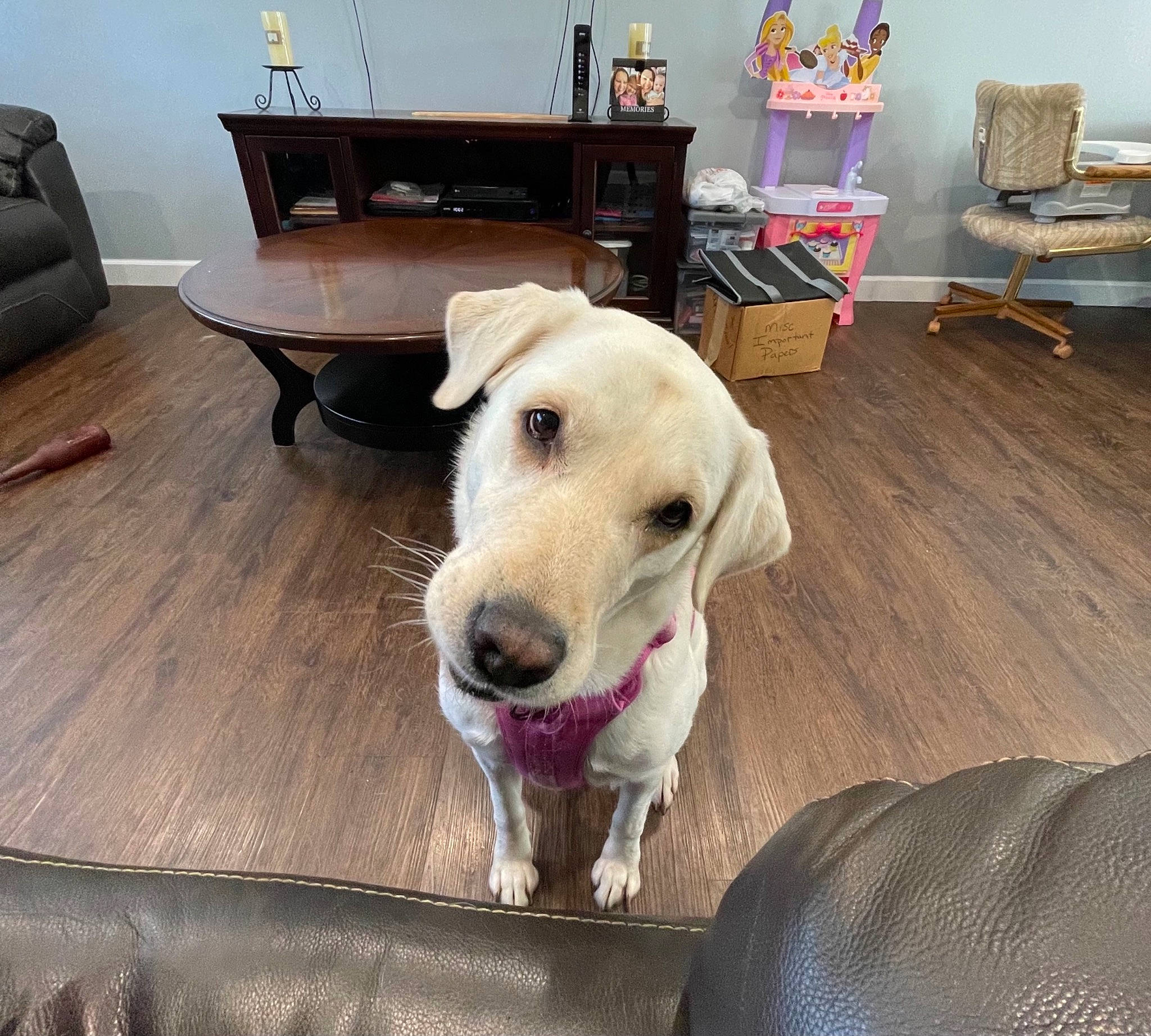 Fawn is registered to the contest to win money with this photo: carnivore, chair, collar, comfort, companion_dog, desk, dog, dog_breed, dog_supply, drawer, floor, flooring, hardwood, laminate_flooring, living_room, pet_supply, table, wood, wood_flooring, working_animal