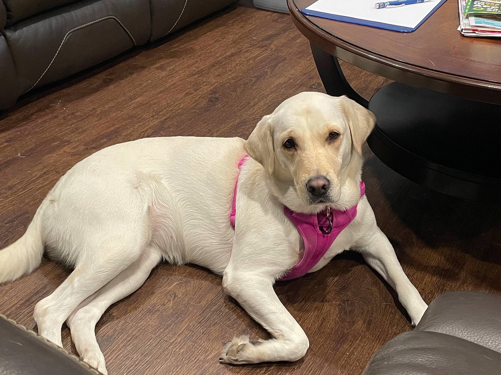 Fawn joined the competition — help win amazing prizes! canidae, carnivore, collar, comfort, companion_dog, computer_keyboard, dog, dog_breed, dog_collar, dog_supply, fawn, flooring, gun_dog, hardwood, paw, pet_supply, snout, sporting_group, tail, working_animal