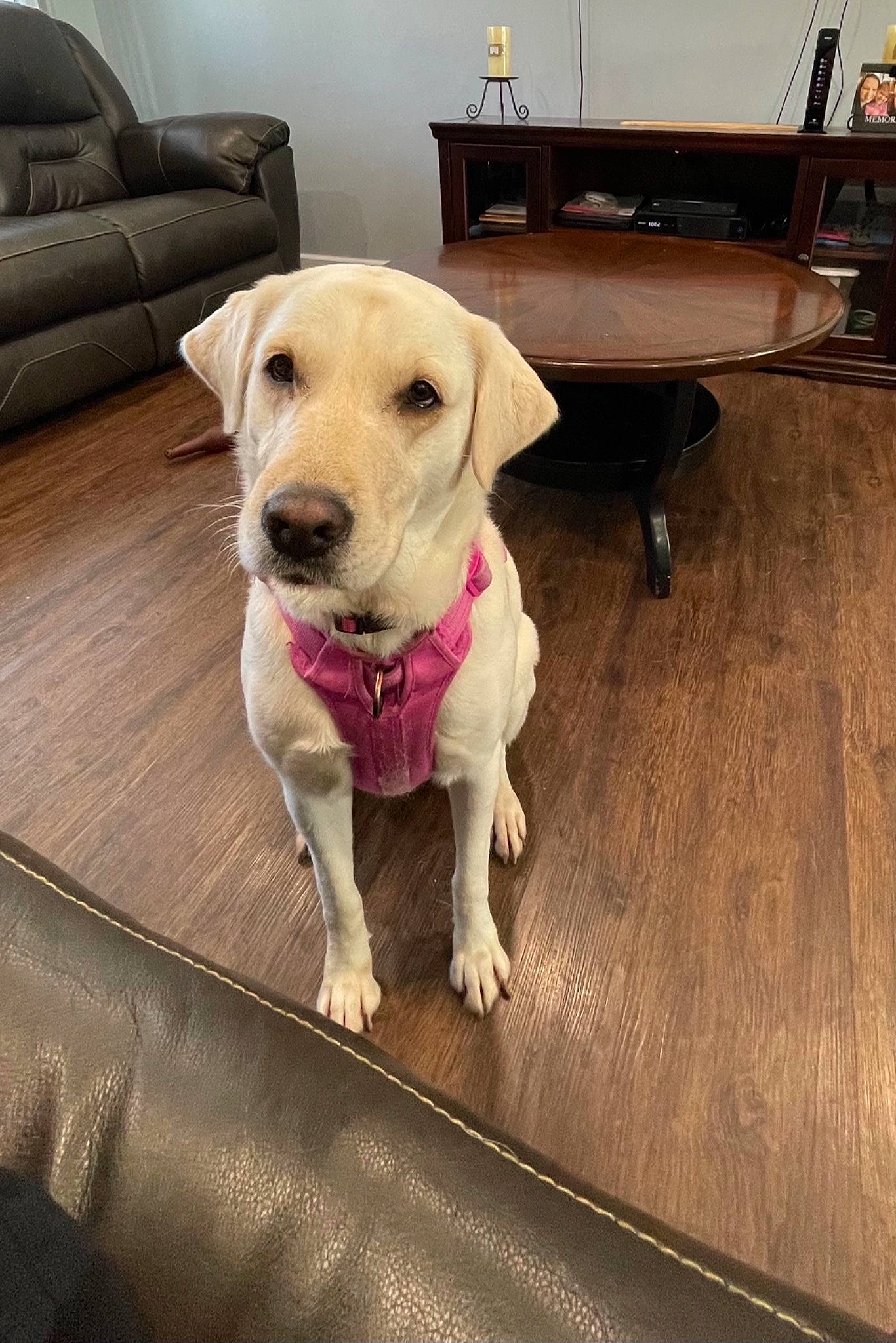 Fawn joined the competition — help win amazing prizes! carnivore, chair, collar, companion_dog, couch, dog, dog_breed, dog_collar, dog_supply, fawn, floor, flooring, furniture, hardwood, pet_supply, plant, table, tail, wood, working_animal