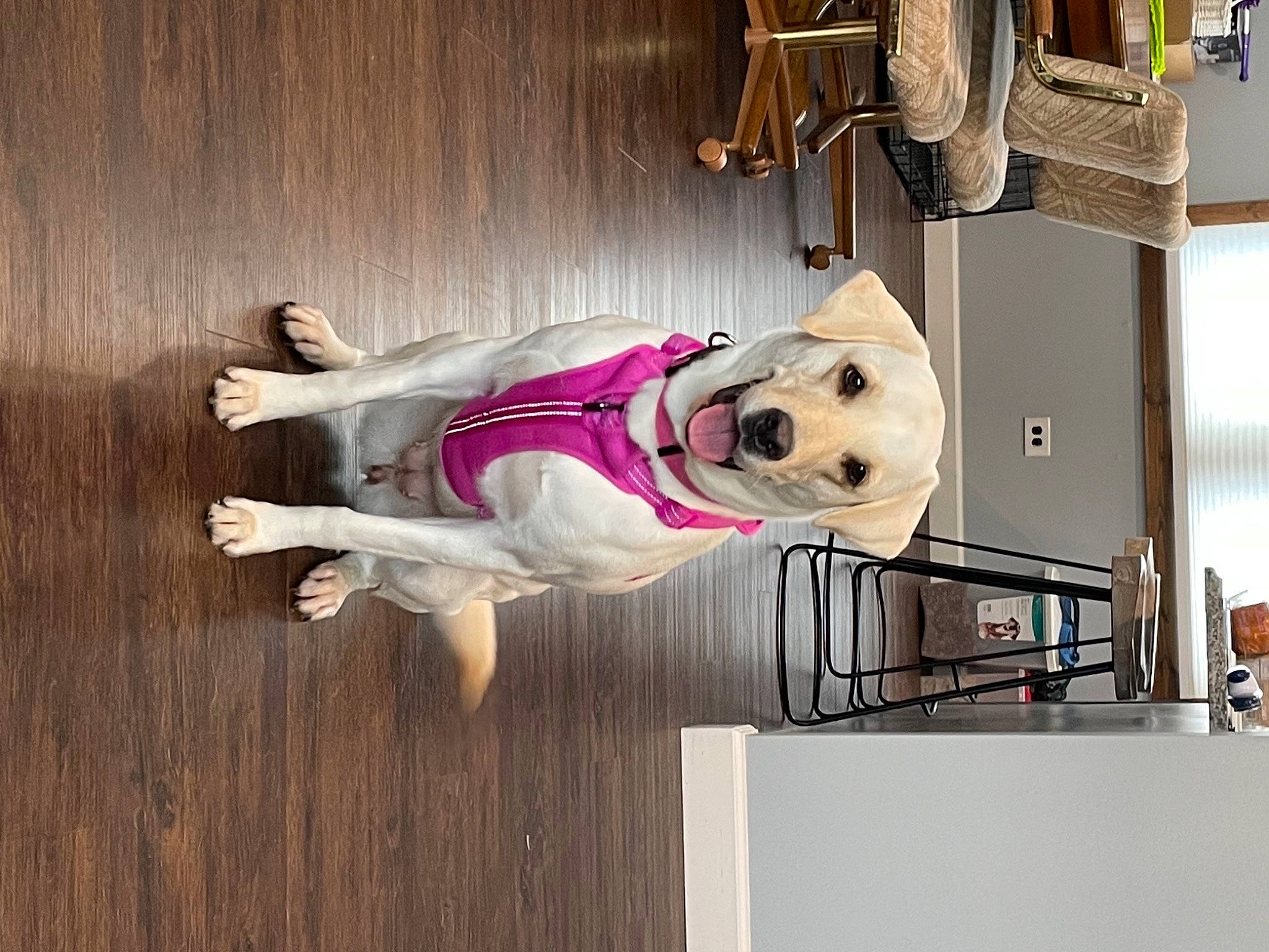 Fawn is registered to the contest to win money with this photo: art, building, canidae, carnivore, companion_dog, dog, dog_breed, dog_supply, door, fawn, floor, flooring, hardwood, house, machine, room, sporting_group, sportswear, wood, working_animal