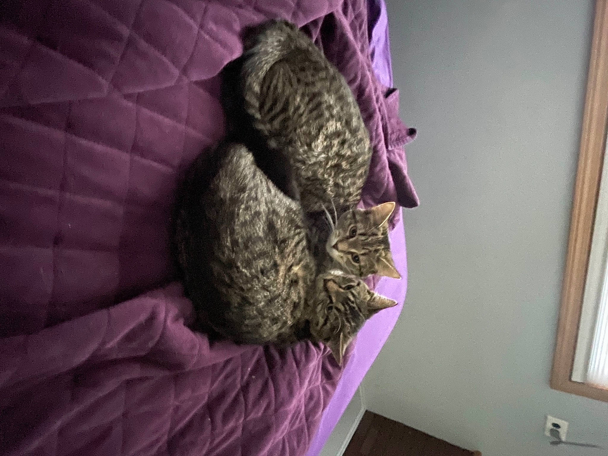 Bella joined the competition — help win amazing prizes! bed, carnivore, cat, comfort, felidae, fur, magenta, pattern, plant, purple, small_to_medium_sized_cats, stuffed_toy, teddy_bear, textile, toy, violet, whiskers, window, wood, wool