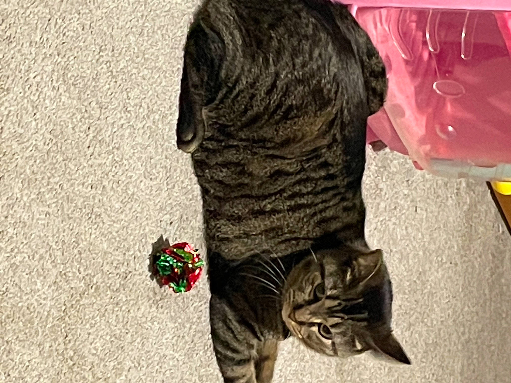 Bella joined the competition — help win amazing prizes! carmine, denim, dress, fashion_design, felidae, flooring, foot, fur, human_body, human_leg, leg, military_camouflage, pattern, plant, shoe, sleeve, soil, sportswear, tail, thigh