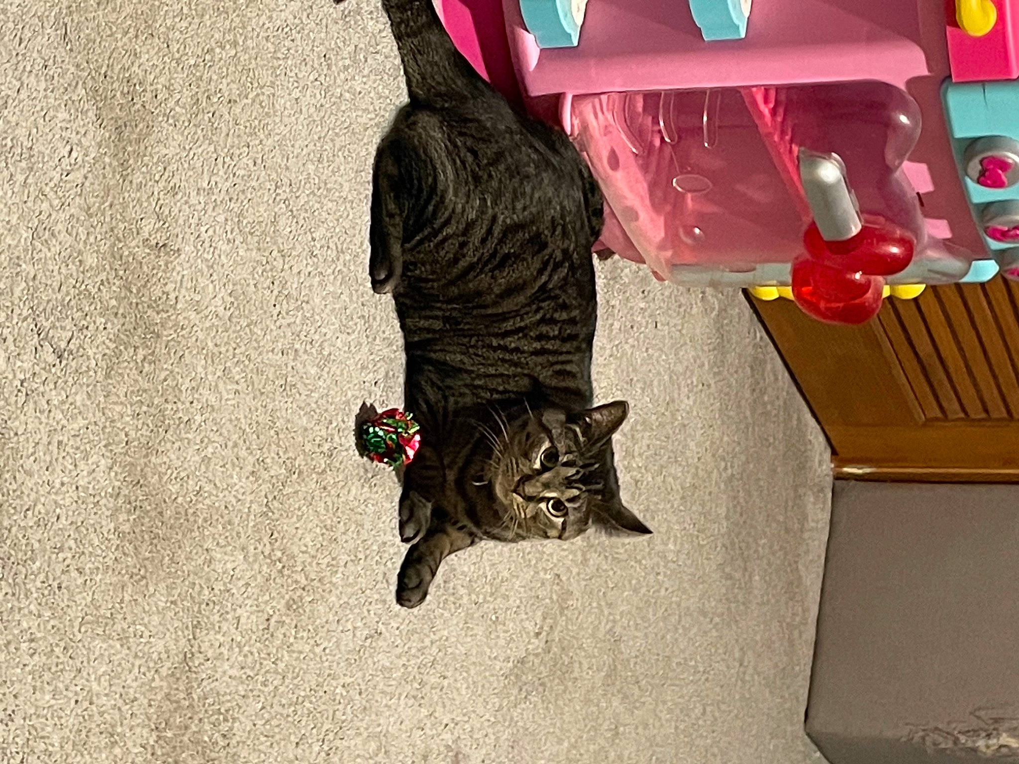 Bella joined the competition — help win amazing prizes! canidae, carmine, carnivore, cat, domestic_short_haired_cat, felidae, flooring, fur, magenta, room, shadow, shipping_box, shoe, small_to_medium_sized_cats, sneakers, sporting_group, tail, tints_and_shades, whiskers, wood