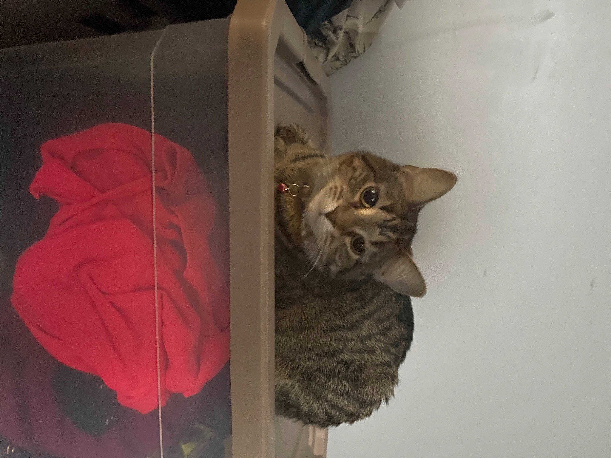 Peanut is registered to the contest to win money with this photo: carmine, carnivore, cat, cat_supply, coquelicot, domestic_short_haired_cat, felidae, fur, grey, petal, plant, small_to_medium_sized_cats, snout, tail, tints_and_shades, umbrella, whiskers, window, wood