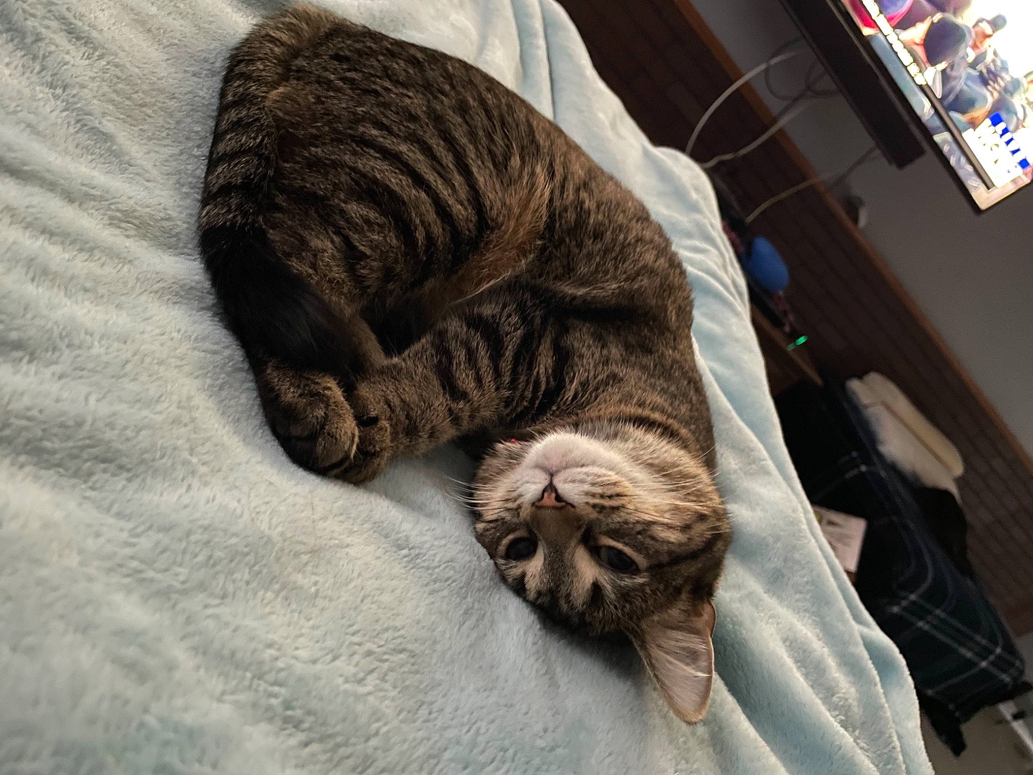 Peanut joined the competition — help win amazing prizes! bedding, carnivore, cat, claw, comfort, domestic_short_haired_cat, duvet, felidae, fur, grey, linens, nap, small_to_medium_sized_cats, snout, sporting_group, tail, terrestrial_animal, textile, whiskers, wood
