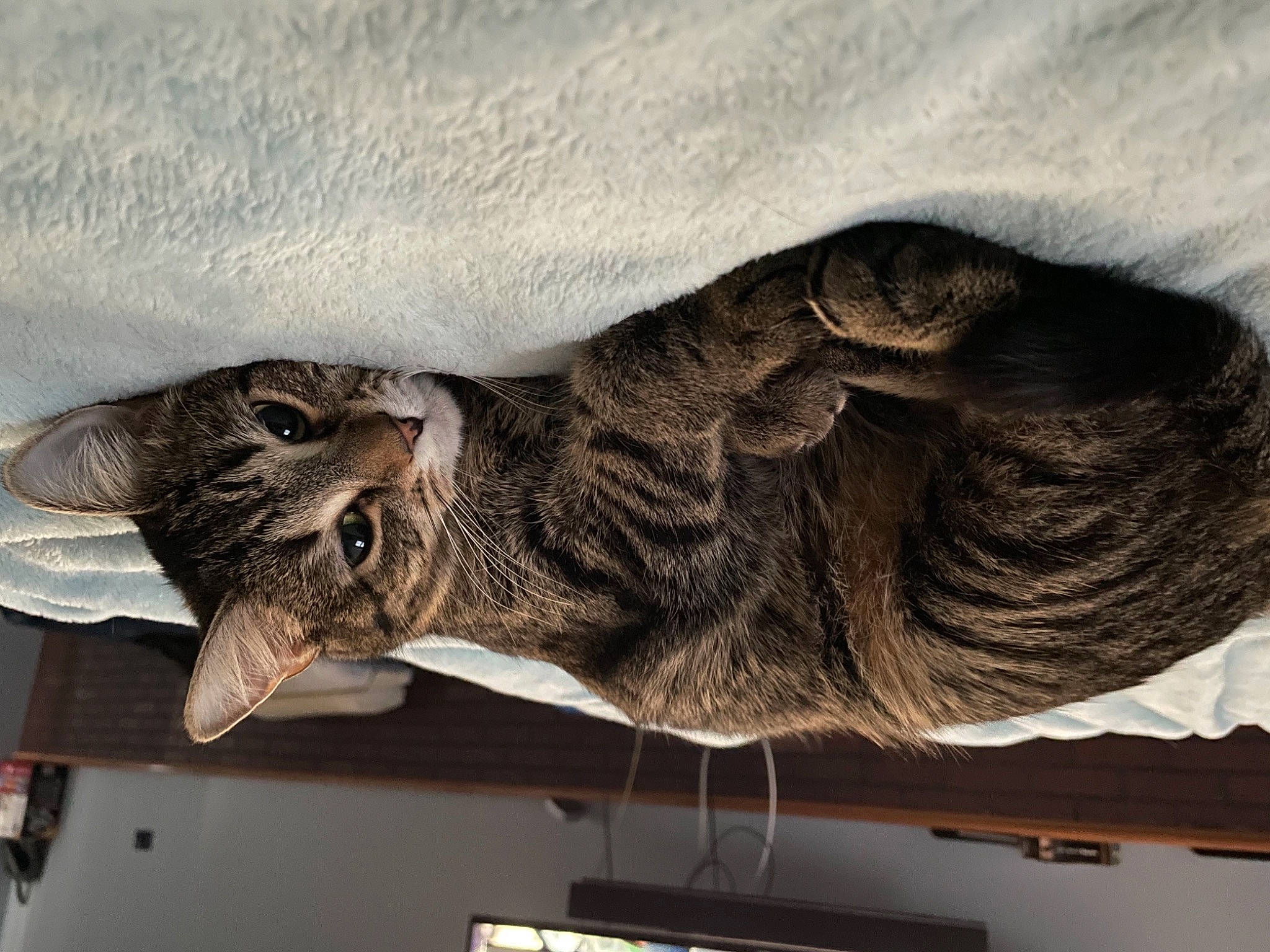 Peanut is registered to the contest to win money with this photo: art, carnivore, cat, domestic_short_haired_cat, felidae, fur, plant, shelf, small_to_medium_sized_cats, snout, tail, visual_arts, whiskers, wing