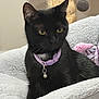 black_cat, cat, pet, collar, bell, yellow_eyes, whiskers, indoor, bed, blanket, plush_bed, portrait, closeup, fur, ears, relaxed, toy_ball, cat_tree, purple_collar, domestic_cat