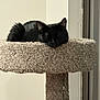 cat, black_cat, sleeping, cat_tree, pet, indoor, fur, nap, cozy, lazy, carpeted_perch, tail, toy, perch, home_interior, wall, window_frame, resting, closeup, feline