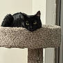 black_cat, cat, feline, pet, cat_tree, carpeted, indoor, lounging, yellow_eyes, stare, ears, whiskers, tail, resting, portrait, home_interior, cozy, closeup, fur, beige_background