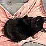 black_cat, cat, pet, blanket, pink_blanket, bed, bedding, fur, whiskers, green_eyes, curled_up, cozy, relaxed, indoor, closeup, portrait, soft_texture, resting, domestic_animal, sleep_spot