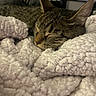 bedding, bedroom, blanket, cat, close_up, cozy, domestic_animal, ear, fur, home_interior, nap, pet, pillow, portrait, quiet, relaxation, sleeping, soft_texture, tabby_cat, whiskers