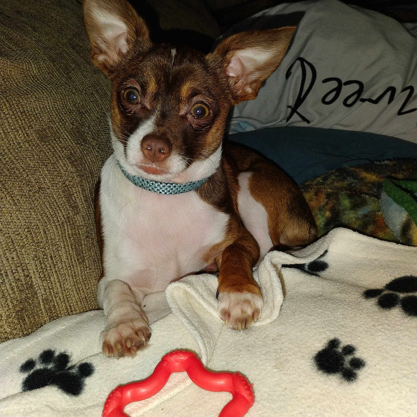 Ezekiel Aka Zeke joined the competition — help win amazing prizes! alert, animal, blanket, brown_and_white, collar, couch, cute, dog, ears, face, indoor, looking, paw_print, pet, puppy, red, resting, small_dog, star_shaped, toy