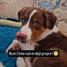 Buck participe au concours pour gagner de l'argent avec cette photo : puppy, dog, brown_and_white, tongue_out, cute, portrait, pet, lying_down, blue_blanket, floral_couch, indoor, home, living_room, face, eyes, nose, ears, tail, playful, text_overlay