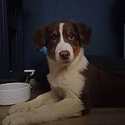Buck a rejoint le concours — aidez-le/la à gagner de superbes lots ! dog, puppy, australian_shepherd, brown_and_white, floppy_ears, blue_eyes, face, portrait, lying_down, paws, indoor, home, floor, wooden_floor, water_bowl, furniture, dark_lighting, pet, cute, staring