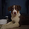dog, puppy, australian_shepherd, brown_and_white, floppy_ears, blue_eyes, face, portrait, lying_down, paws, indoor, home, floor, wooden_floor, water_bowl, furniture, dark_lighting, pet, cute, staring