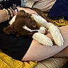 Buck participe au concours pour gagner de l'argent avec cette photo : puppy, dog, sleeping, brown_and_white, fluffy, small_dog, paws, snout, pet, lap, person, arms, bracelets, blanket, pillows, couch, indoors, cozy, relaxed, portrait