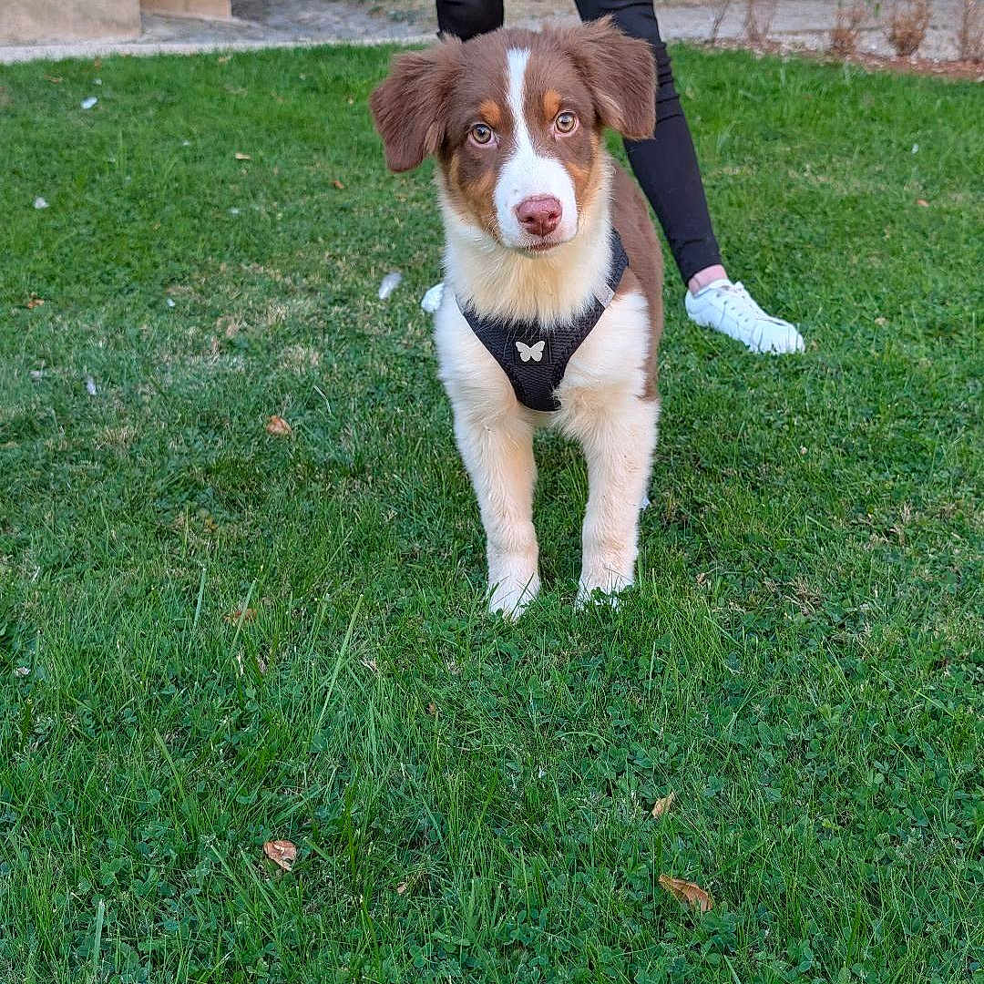 Buck