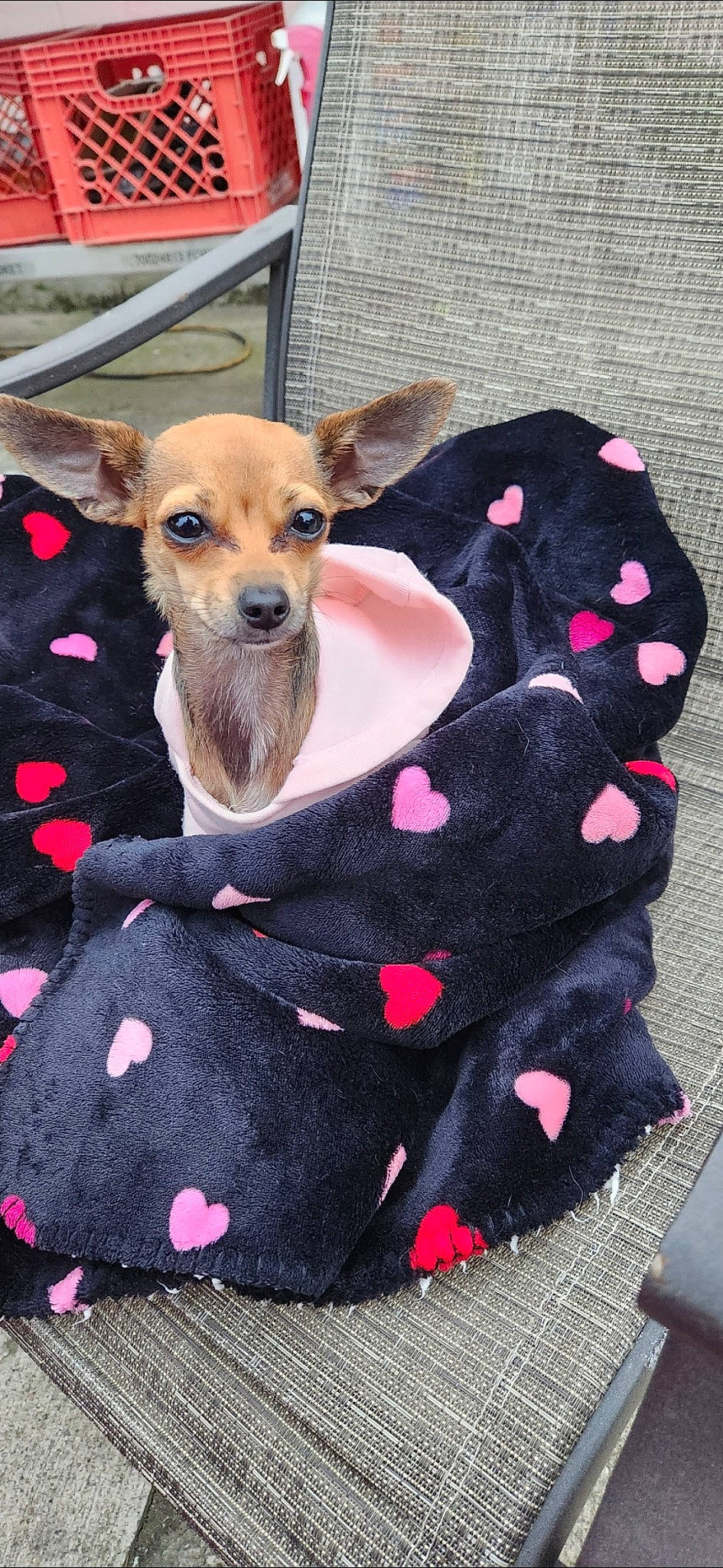 Charlie joined the competition — help win amazing prizes! canidae, carnivore, chihuahua, collar, companion_dog, dog, dog_breed, dog_clothes, dog_supply, fawn, fur, magenta, pattern, pet_supply, pink, sleeve, snout, toy_dog, whiskers, working_animal