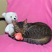 Enzo is registered to the contest to win money with this photo: cat, tabby_cat, sleeping, pink_blanket, plush_toy, orange_fish_toy, white_teddy_bear, chair, indoor, cute, cozy, resting, feline, pet, soft_texture, animal, comfort, relaxation, domestic, nap