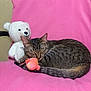 cat, tabby_cat, sleeping, pink_blanket, plush_toy, orange_fish_toy, white_teddy_bear, chair, indoor, cute, cozy, resting, feline, pet, soft_texture, animal, comfort, relaxation, domestic, nap