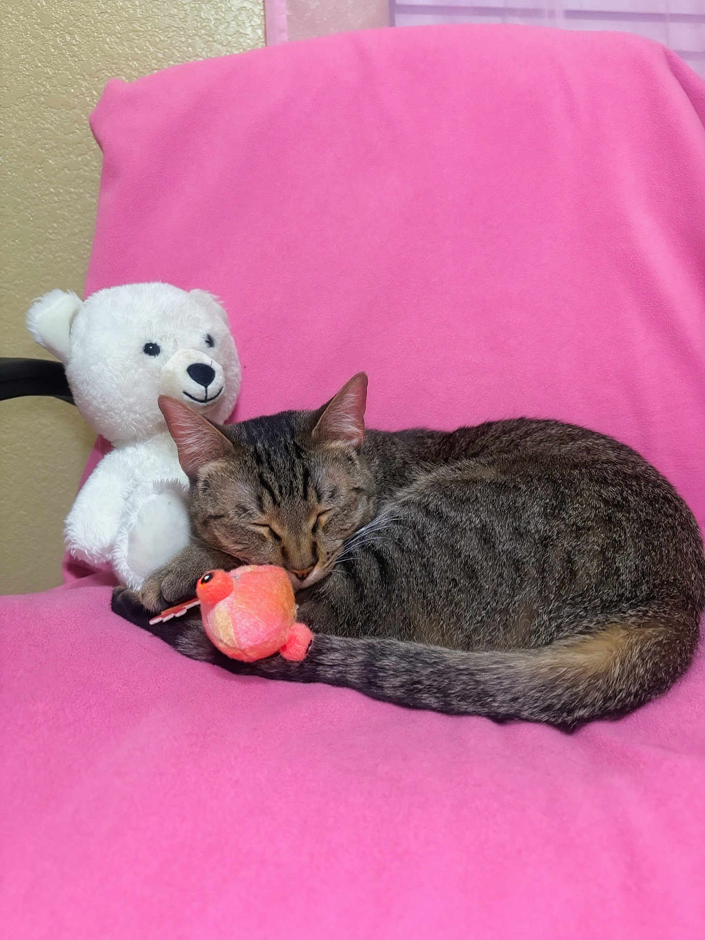 Enzo is registered to the contest to win money with this photo: cat, tabby_cat, sleeping, pink_blanket, plush_toy, orange_fish_toy, white_teddy_bear, chair, indoor, cute, cozy, resting, feline, pet, soft_texture, animal, comfort, relaxation, domestic, nap