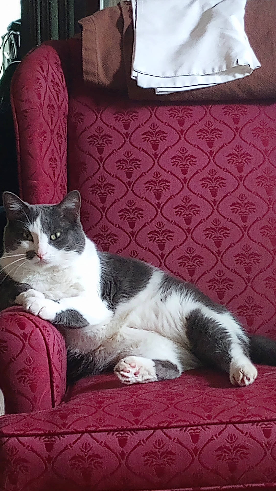 Gabbie joined the competition — help win amazing prizes! bedding, carnivore, cat, comfort, couch, domestic_short_haired_cat, felidae, flooring, fur, grey, human_leg, linens, paw, rectangle, room, small_to_medium_sized_cats, tail, textile, whiskers, wood