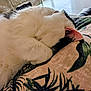 cat, sleeping, paw, fur, white, black, animal, pet, cozy, rest, cushion, pattern, indoor, closeup, relaxation, cute, mammal, whiskers, ear, soft