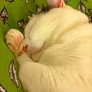 Chanel participe au concours pour gagner de l'argent avec cette photo : cat, sleeping, white_cat, paw, pink_paw_pads, ear, fur, close_up, resting, cozy, indoor, leaf_pattern, green_background, cute, pet, animal, soft, relaxed, domestic_cat, mammal