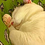 cat, sleeping, white_cat, paw, pink_paw_pads, ear, fur, close_up, resting, cozy, indoor, leaf_pattern, green_background, cute, pet, animal, soft, relaxed, domestic_cat, mammal