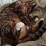 cat, tabby, sleeping, cozy, blanket, indoor, fur, paws, relaxed, pet, cute, animal, whiskers, tail, resting, domestic_cat, soft, feline, bed, comfort