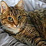 cat, tabby, pet, animal, whiskers, fur, green_eyes, close_up, bed, blanket, resting, domestic_cat, feline, soft, cozy, indoor, cute, curious, relaxed, portrait