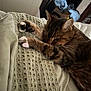 cat, tabby, sleeping, paws, blanket, bed, cozy, indoor, fur, relaxed, resting, pet, animal, cute, whiskers, comfort, feline, home, soft, nap