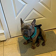 Jumbo joined the competition — help win amazing prizes! dog, french_bulldog, pet, harness, mat, door, tile_floor, indoor, animal, brown_dog, small_dog, sitting, looking, ears_up, cute, companion, domestic_animal, flooring, waiting, house