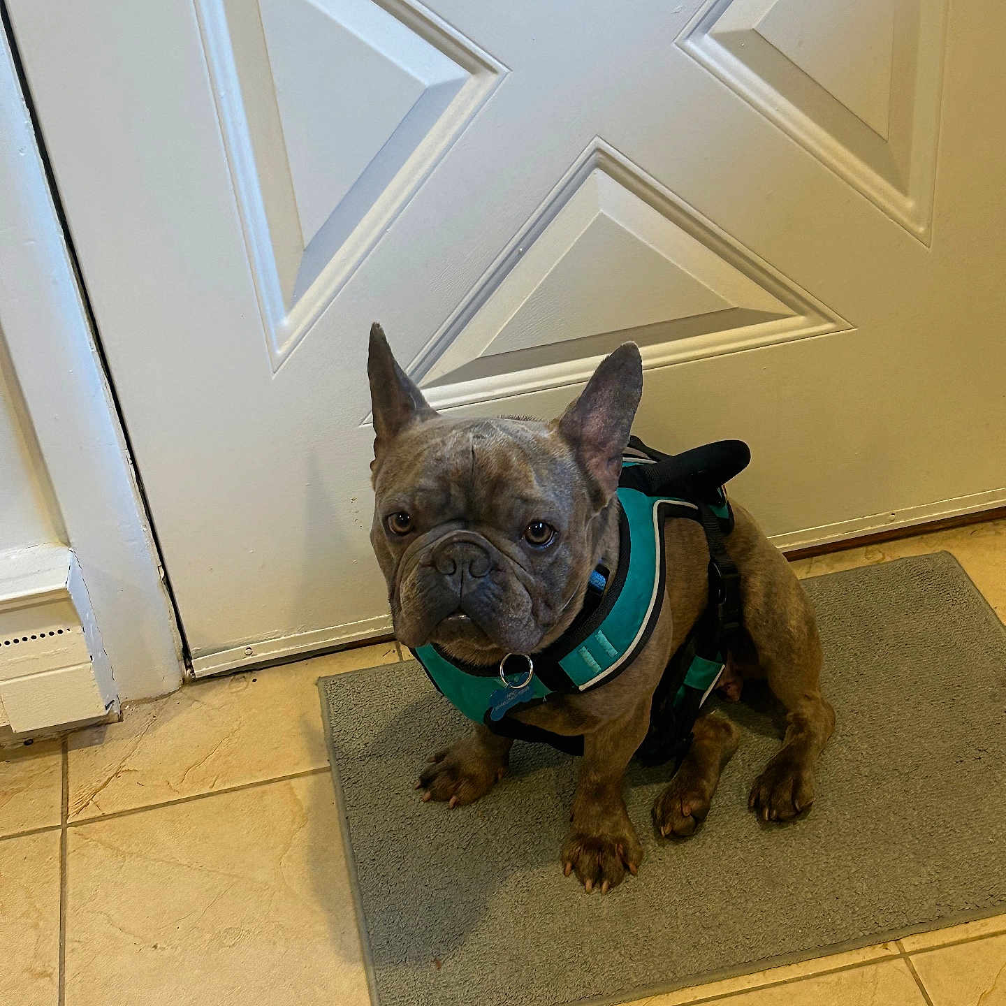Jumbo joined the competition — help win amazing prizes! dog, french_bulldog, pet, harness, mat, door, tile_floor, indoor, animal, brown_dog, small_dog, sitting, looking, ears_up, cute, companion, domestic_animal, flooring, waiting, house
