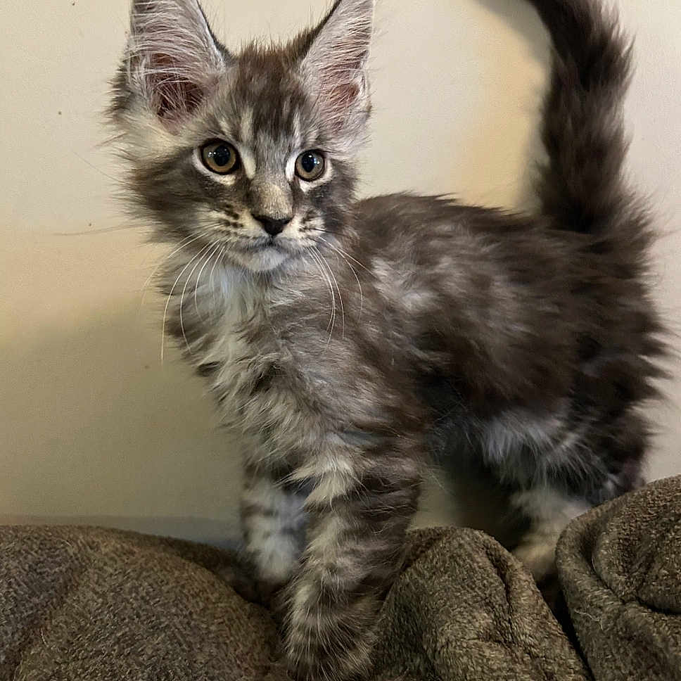 Mjolnir is registered to the contest to win money with this photo: alert, animal, blanket, cat, curious, cute, ears, feline, fluffy, fur, gray_cat, indoor, kitten, mammal, pet, tabby, tail, texture, whiskers, young_cat