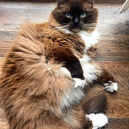 Mila Gracie joined the competition — help win amazing prizes! cat, fluffy, blue_eyes, fur, wooden_floor, pet, animal, whiskers, paws, relaxed, indoor, cute, mammal, domestic, feline, long_hair, lying_down, brown, white, black