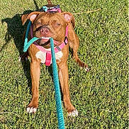 Shyann joined the competition — help win amazing prizes! active, animal, brown_dog, canine, dog, domestic_animal, ears, four_legs, fun, grass, leash, muzzle, nature, outdoor, pet, pink_harness, playful, sunlight, tail, tug_of_war