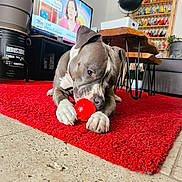 Tayga participe au concours pour gagner de l'argent avec cette photo : dog, red_toy, red_carpet, living_room, television, woman_on_tv, plant, wooden_table, figurines, black_container, floor_tiles, furniture, indoor, pet, canine, chewing, collar, decor, colorful, cozy