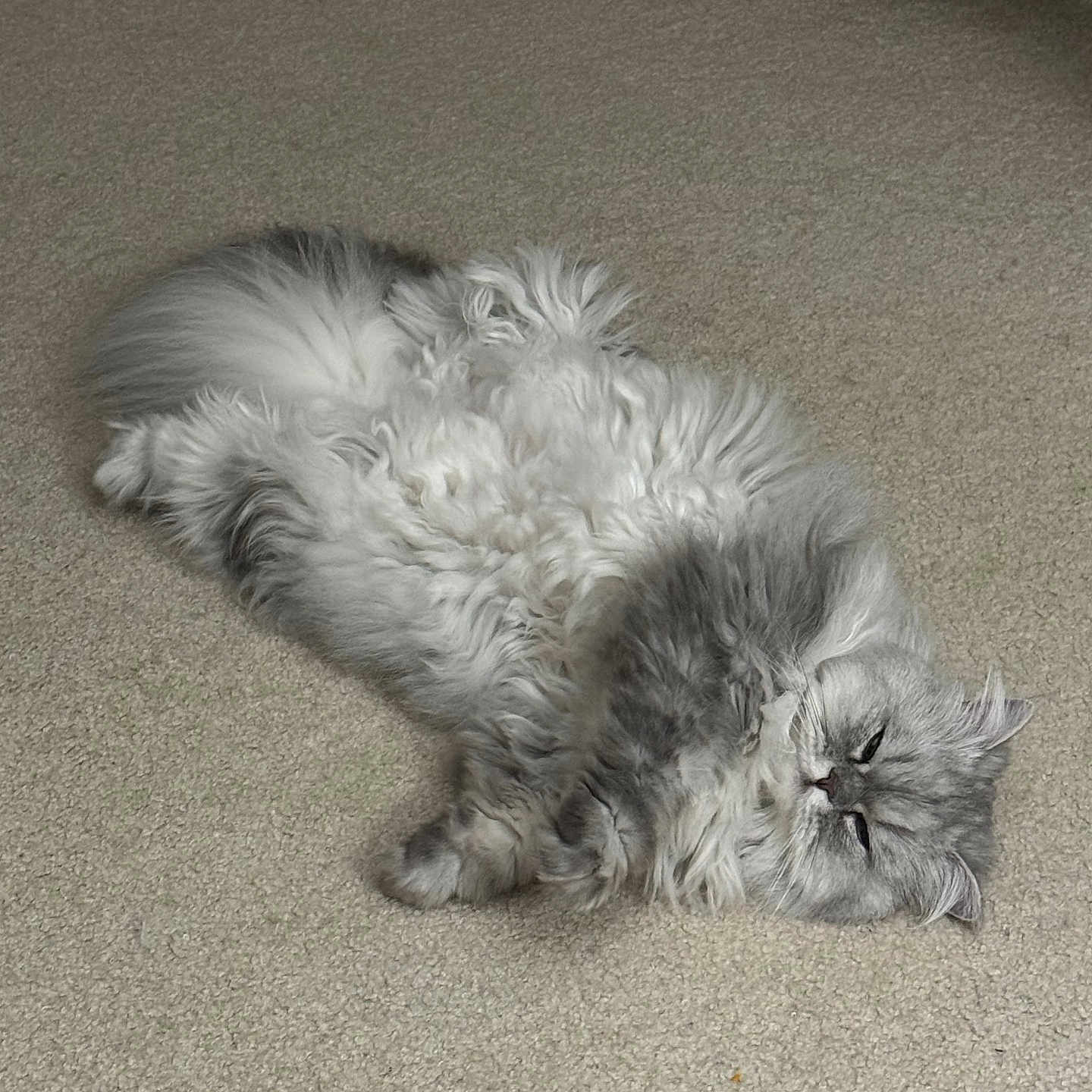 Sleepy is registered to the contest to win money with this photo: adorable, animal, carpet, cat, close_up, cute, ears, feline, fluffy, fur, gray, home, indoor, laying_down, pet, relaxed, resting, sleepy, whiskers, white