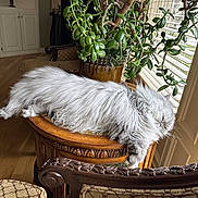 Sleepy is registered to the contest to win money with this photo: blinds, cat, chair, cozy, decor, fluffy, furniture, gray, green, home, indoor, natural_light, patterned_chair, plant, potted_plant, relaxed, sleeping, table, window, wooden_floor