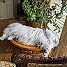 blinds, cat, chair, cozy, decor, fluffy, furniture, gray, green, home, indoor, natural_light, patterned_chair, plant, potted_plant, relaxed, sleeping, table, window, wooden_floor