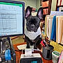 animal, black_dog, business, calculator, computer_monitor, cute, desk, dog, expression, files, folders, french_bulldog, indoor, office, paper, pen_holder, pens, sweater, technology, workspace