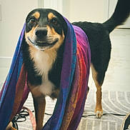 Sequoia joined the competition — help win amazing prizes! dog, pet, black_and_tan, smiling, portrait, indoors, scarf, colorful, rainbow, fabric, standing, tail, eyes, snout, paws, rug, living_room, home, funny, fashion