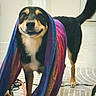 dog, pet, black_and_tan, smiling, portrait, indoors, scarf, colorful, rainbow, fabric, standing, tail, eyes, snout, paws, rug, living_room, home, funny, fashion