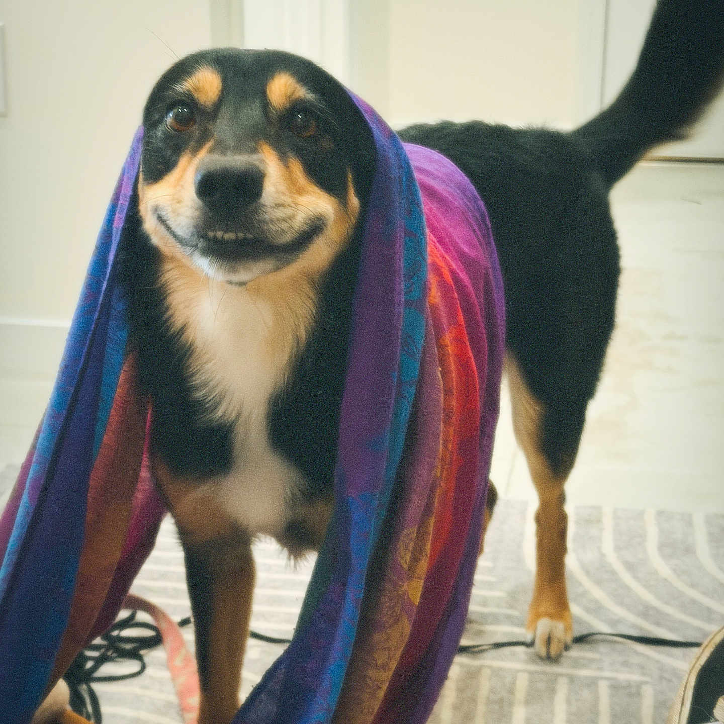 Sequoia joined the competition — help win amazing prizes! dog, pet, black_and_tan, smiling, portrait, indoors, scarf, colorful, rainbow, fabric, standing, tail, eyes, snout, paws, rug, living_room, home, funny, fashion