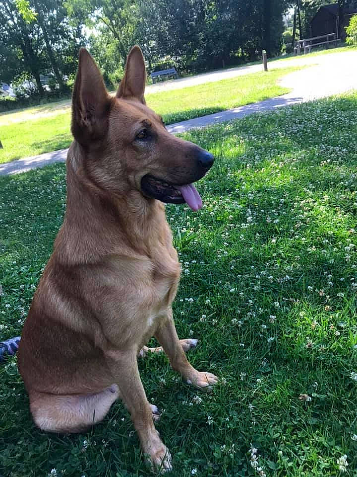 Kira a rejoint le concours — aidez-le/la à gagner de superbes lots ! belgian_shepherd_malinois, carnivore, collar, companion_dog, dog, dog_breed, east_european_shepherd, fawn, german_shepherd_dog, grass, groundcover, guard_dog, herding_dog, king_shepherd, old_german_shepherd_dog, plant, sporting_group, tree, working_animal, working_dog