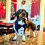 Stogey joined the competition — help win amazing prizes! dog, dachshund, tuxedo_bib, pet, indoor, countertop, granite, holiday_decor, christmas, festive, wall_art, table, chairs, decorations, lights, portrait, animal, cute, domestic, small_dog