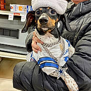 Stogey is registered to the contest to win money with this photo: dog, dallas_cowboys, jersey, chain_necklace, star_pendant, santa_hat, black_puffer_jacket, person, store_aisle, shelf, dog_face, pet, animal, clothing, hand, indoor, shopping, festive, holiday, cute