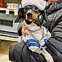 dog, dallas_cowboys, jersey, chain_necklace, star_pendant, santa_hat, black_puffer_jacket, person, store_aisle, shelf, dog_face, pet, animal, clothing, hand, indoor, shopping, festive, holiday, cute
